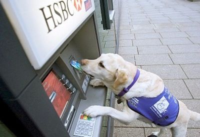 picture of a Labrador retriever wearing a blue service animal vest inserting an ATM card into an ATM machine.